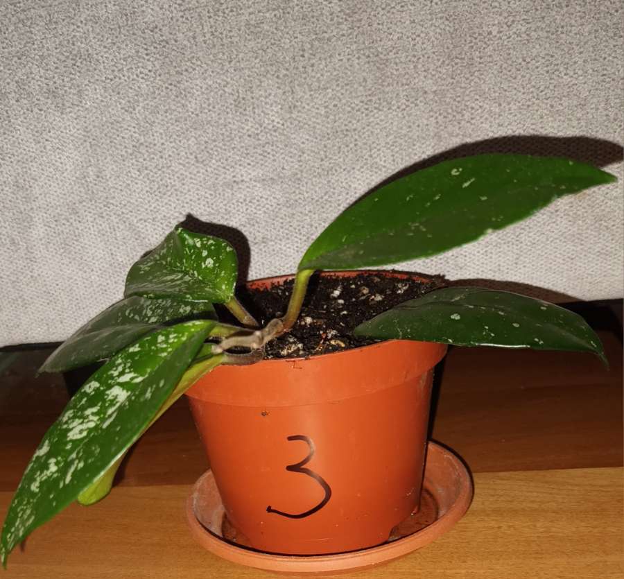 Hoya nr 3 2