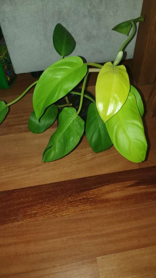 Filodendron,  philodendron lemon lime  2