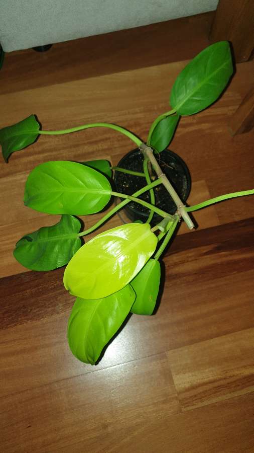 Filodendron,  philodendron lemon lime  4