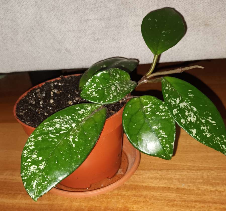 Hoya nr 3 4