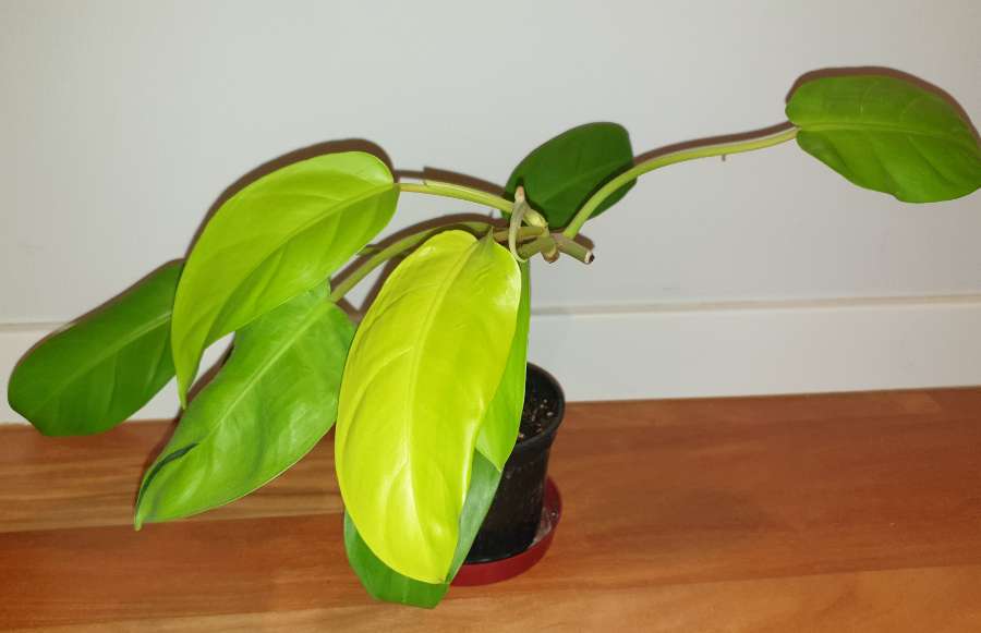 Filodendron,  philodendron lemon lime  3