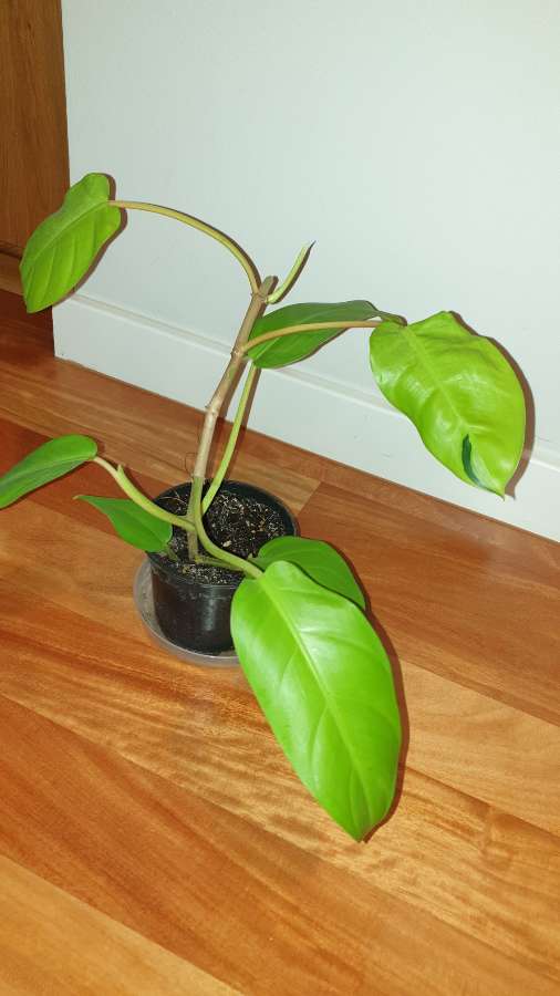 Filodendron,  philodendron lemon lime  5