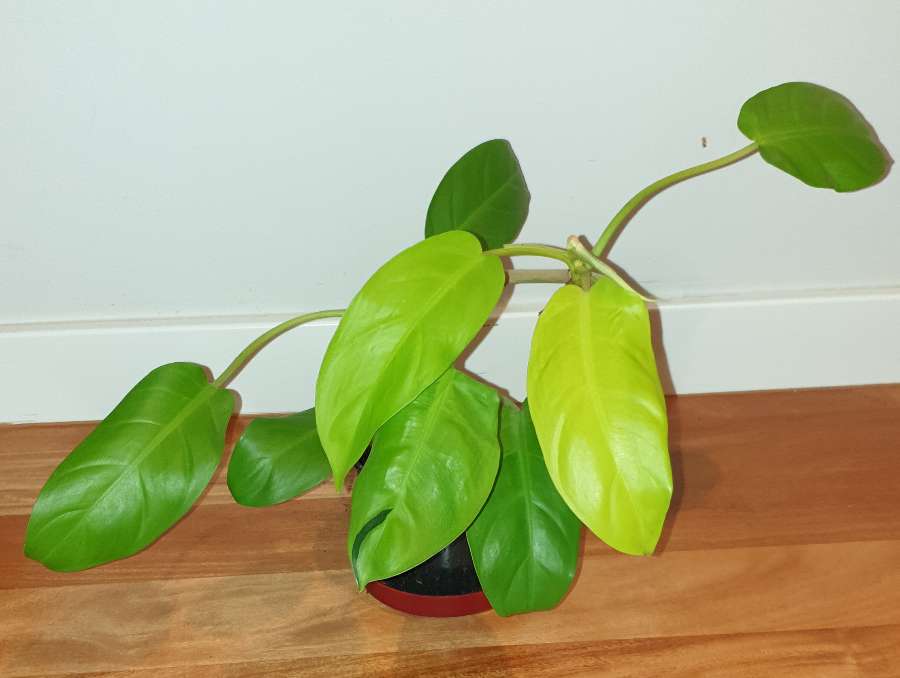 Filodendron,  philodendron lemon lime  2