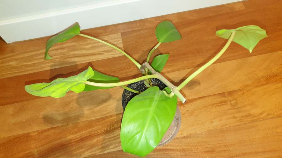 Filodendron,  philodendron lemon lime  4