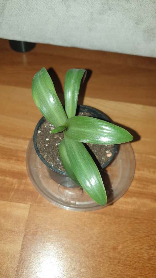 Trzykrotka reo meksykańskie  2