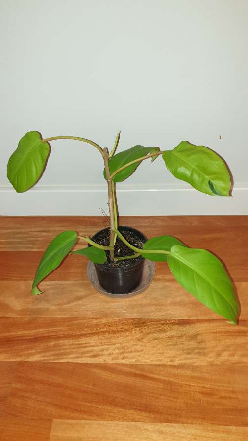 Filodendron,  philodendron lemon lime  2