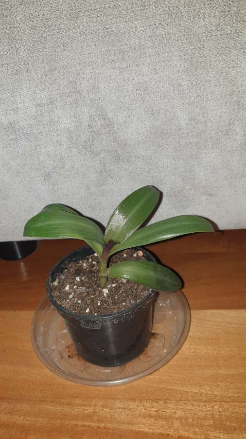 Trzykrotka reo meksykańskie  3