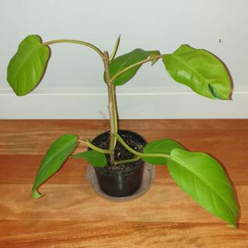 Filodendron,  philodendron lemon lime 
