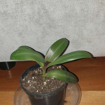 Trzykrotka reo meksykańskie 