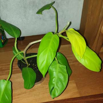 Filodendron,  philodendron lemon lime 