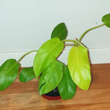 Filodendron,  philodendron lemon lime 