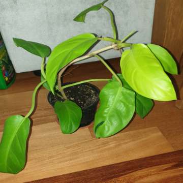Filodendron,  philodendron lemon lime 