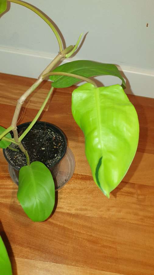 Filodendron,  philodendron lemon lime  3
