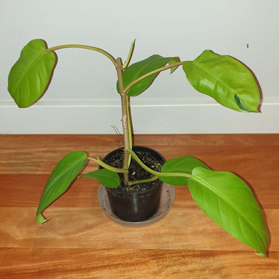 Filodendron,  philodendron lemon lime 