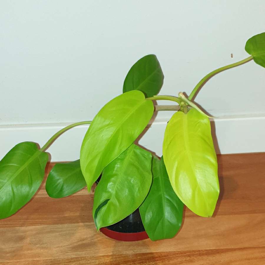 Filodendron,  philodendron lemon lime 