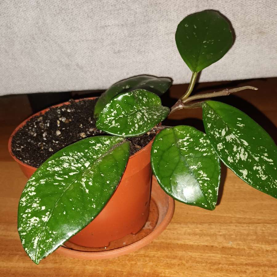 Hoya nr 3