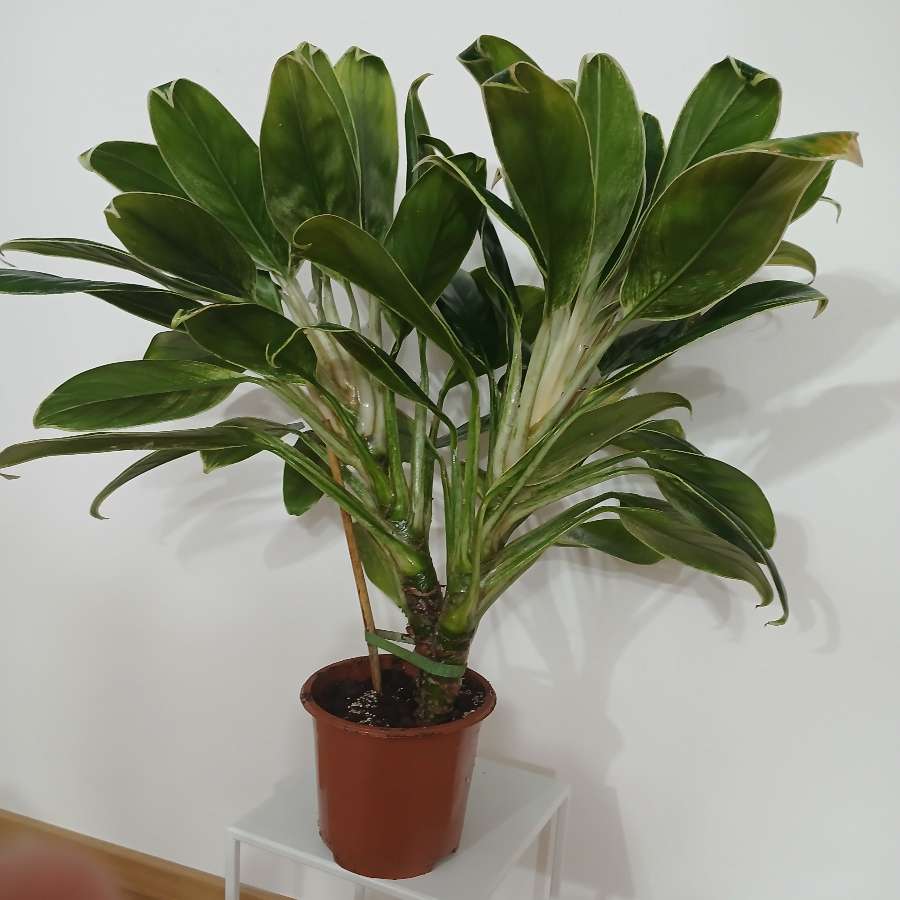 Aglaonema Madagaskar