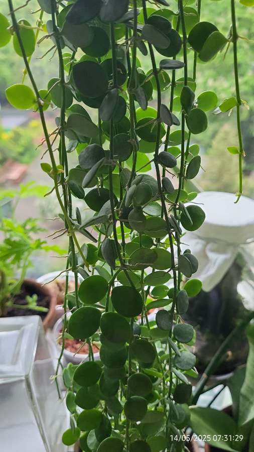 Dischidia nummularia 2