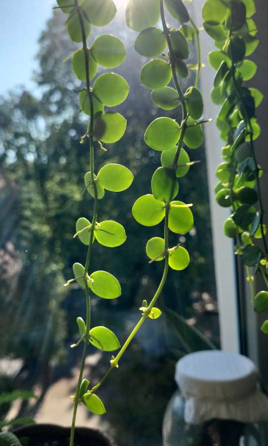 Dischidia nummularia 2