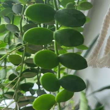 Dischidia nummularia