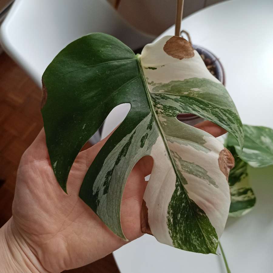 Monstera Deliciosa Variegata