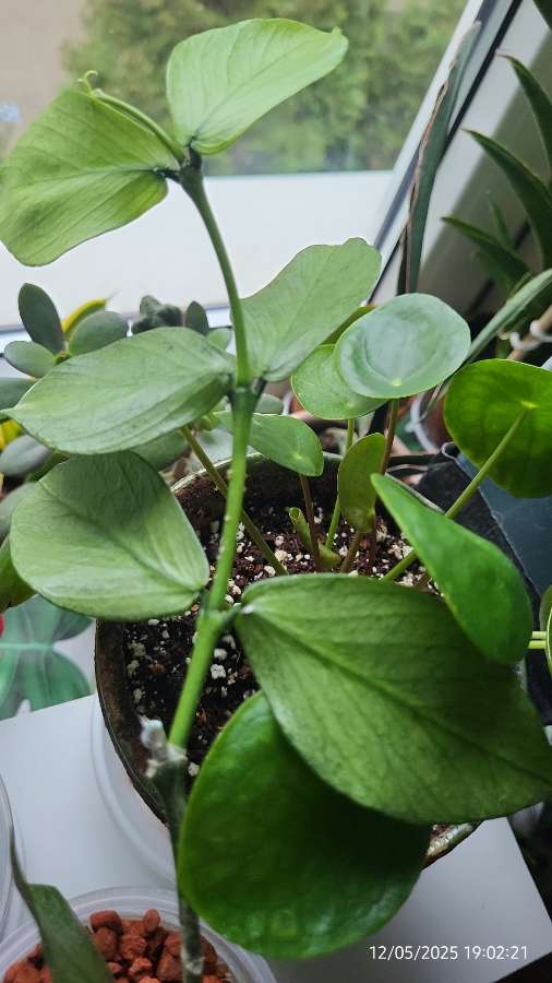 Hoya polyneura broget 2