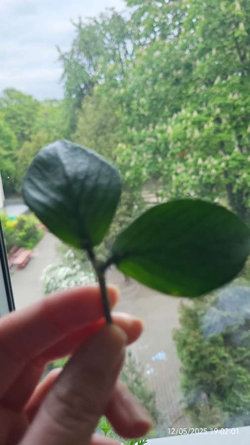 Hoya polyneura broget 3