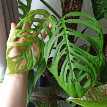 Monstera Esqueleto