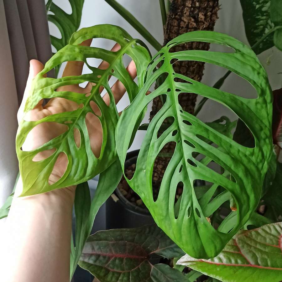 Monstera Esqueleto