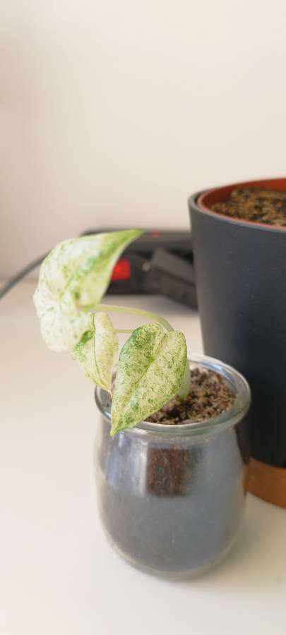 Alokazja odora variegata 2