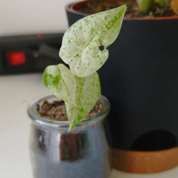 Alokazja odora variegata