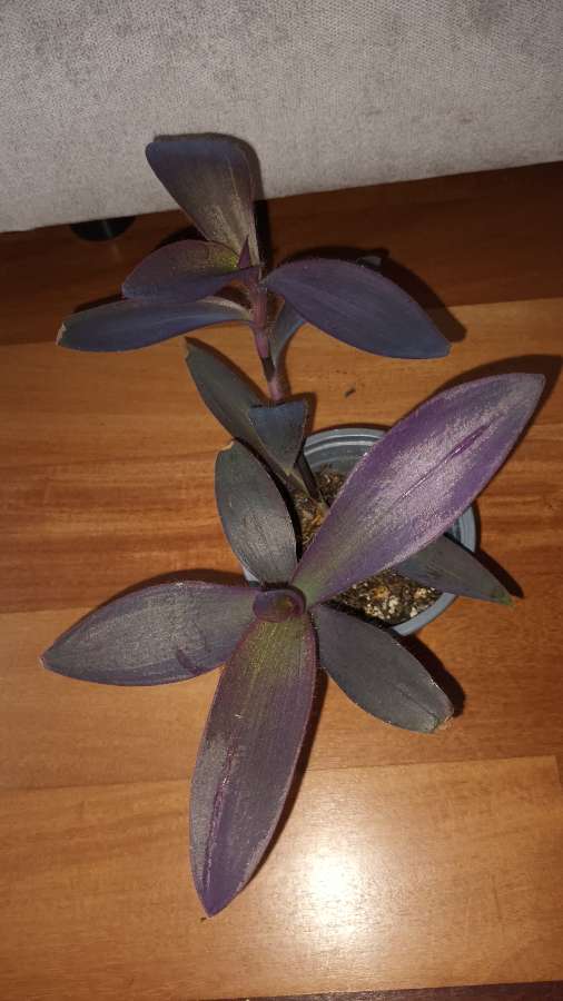 Setkrezja purpurowa nr 2, w doniczce są 2 sadzonki  3