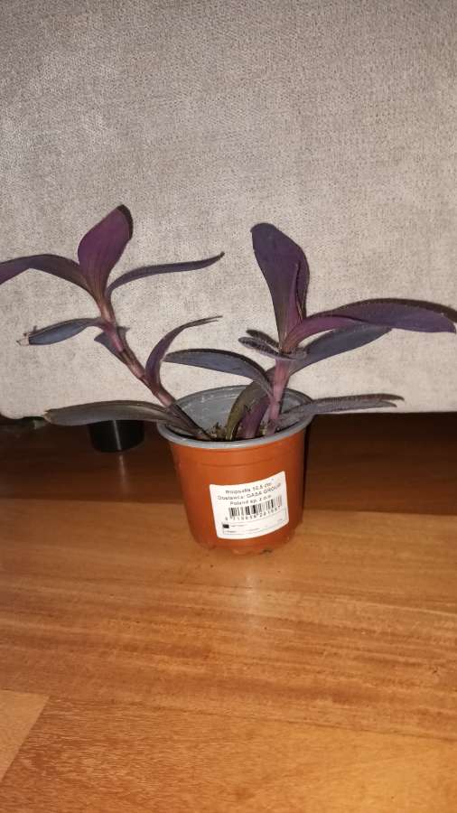 Setkrezja purpurowa nr 2, w doniczce są 2 sadzonki  2