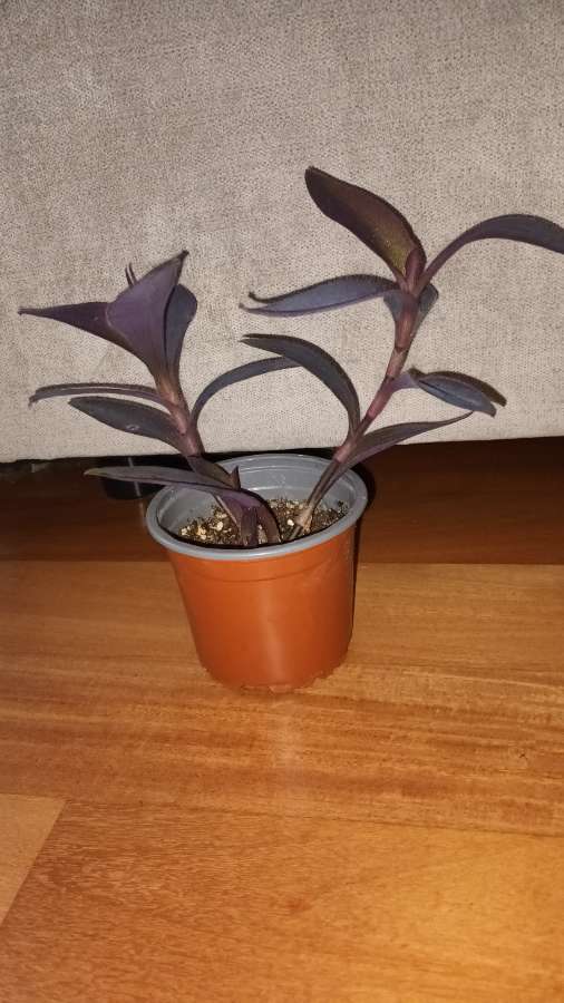 Setkrezja purpurowa nr 2, w doniczce są 2 sadzonki  4