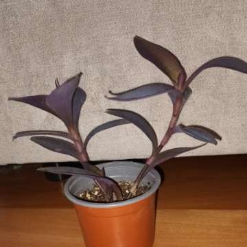 Setkrezja purpurowa nr 2, w doniczce są 2 sadzonki 