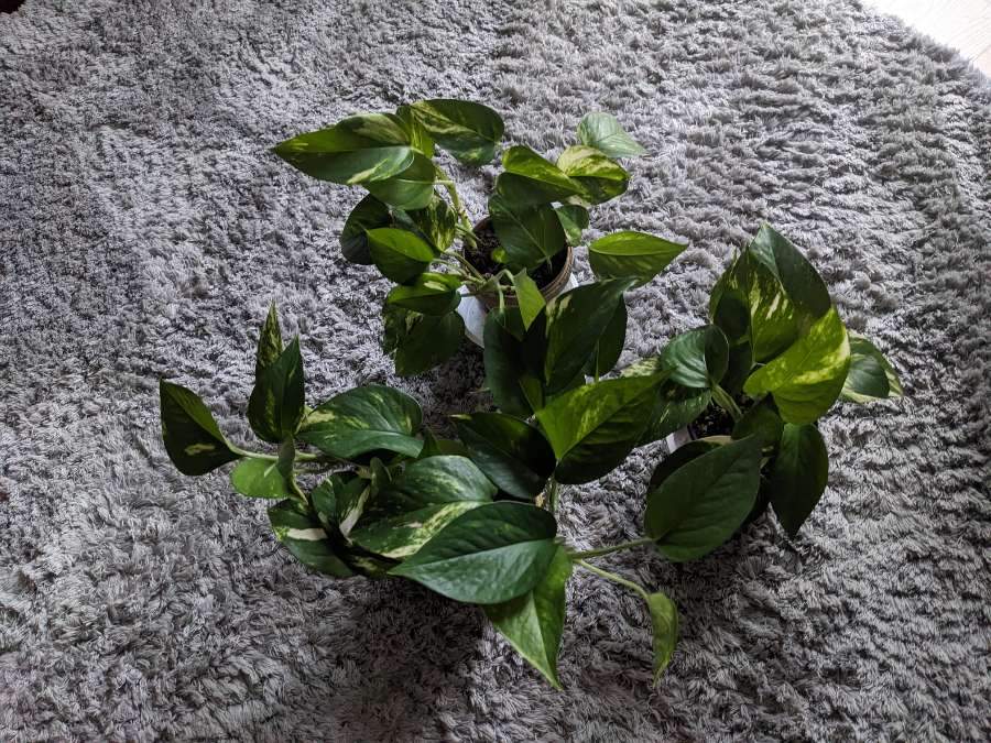 Epipremnum aureum 3