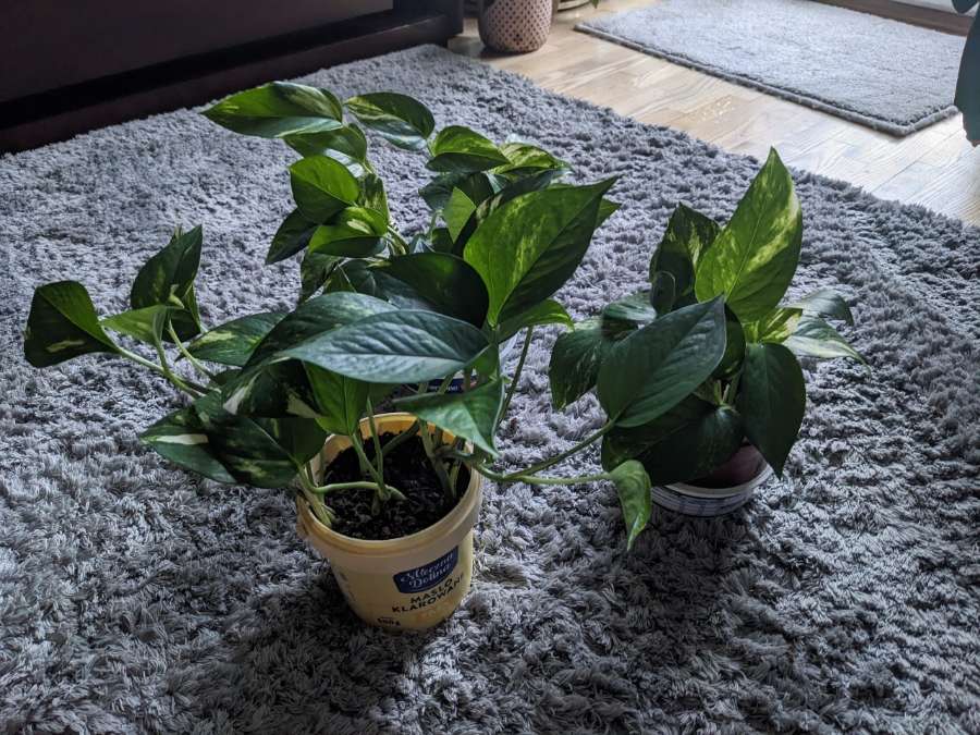 Epipremnum aureum 2