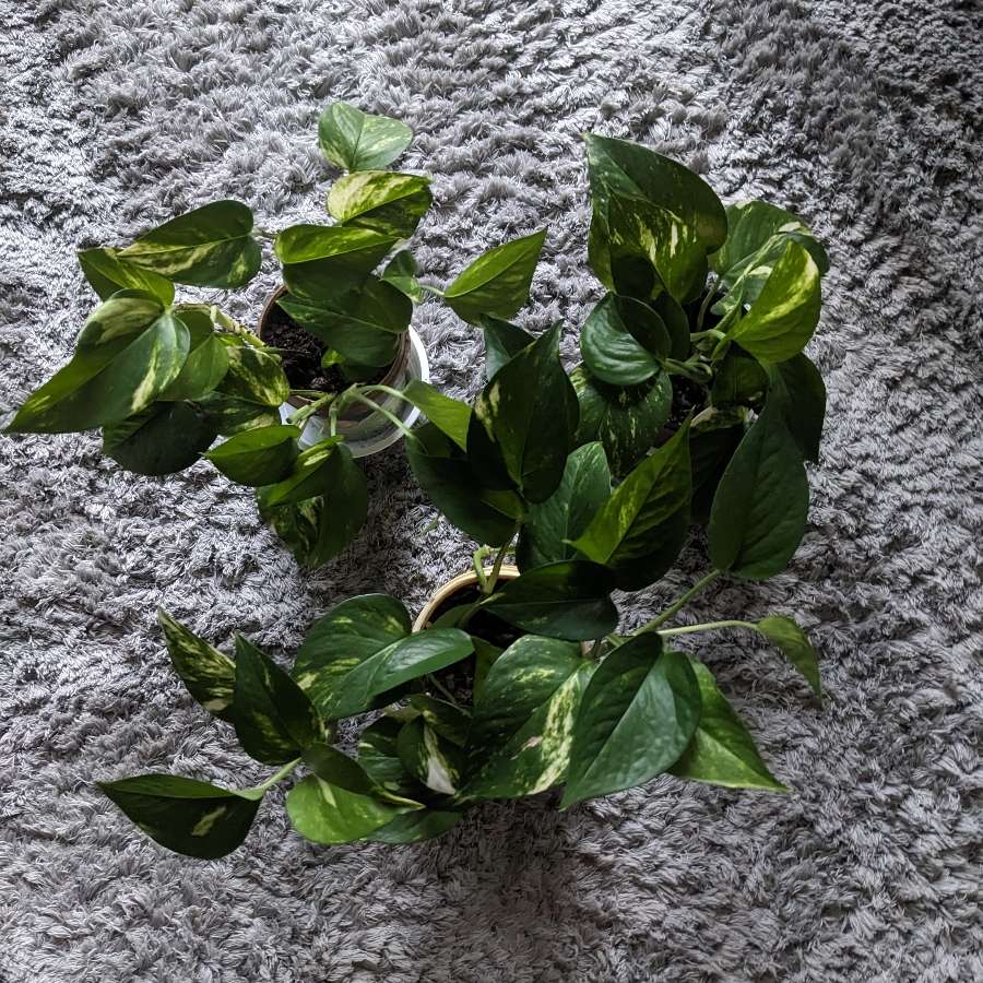 Epipremnum aureum