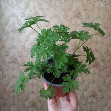 Geranium/anginka