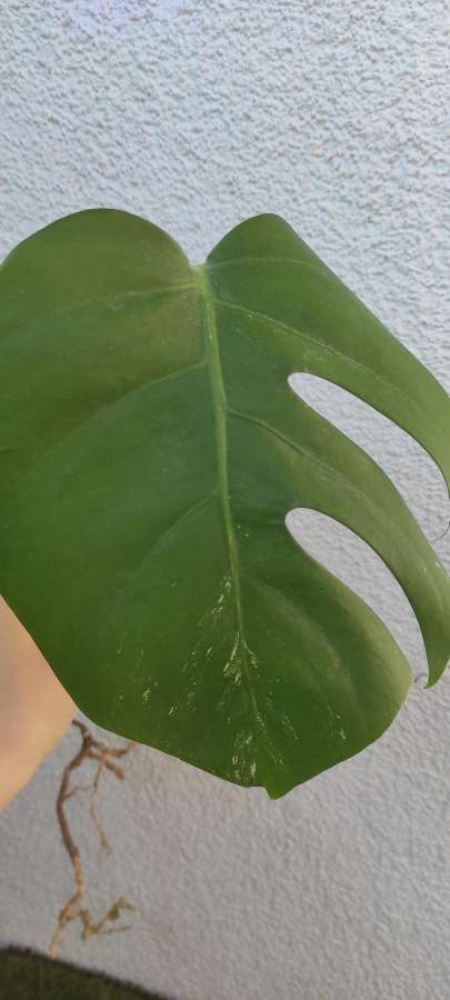 Monstera Deliciosa 'Variegata' 3