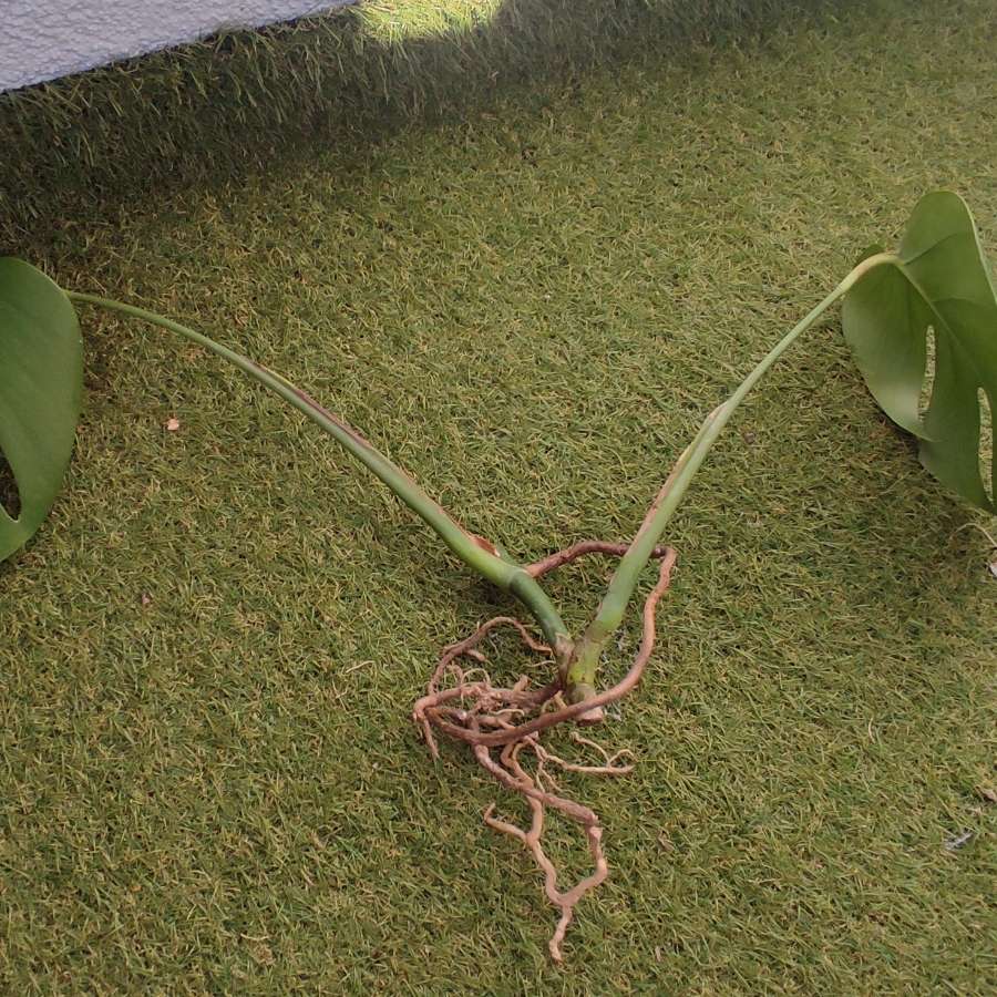 Monstera Deliciosa 'Variegata'
