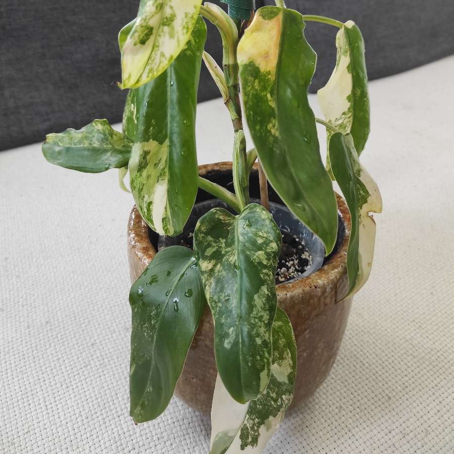 Philodendron domesticum/siam sunrise variegata