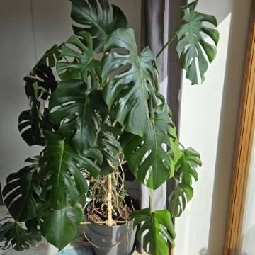Monstera deliciosa