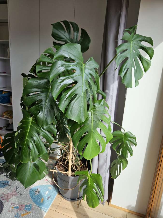 Monstera deliciosa 2