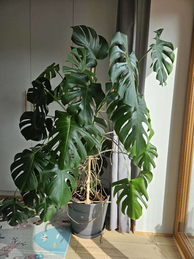 Monstera deliciosa 3