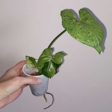 Syngonium Grey ghost