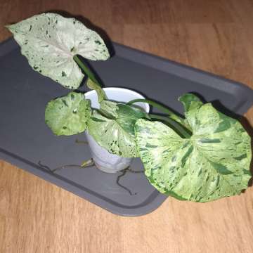 Syngonium Grey ghost