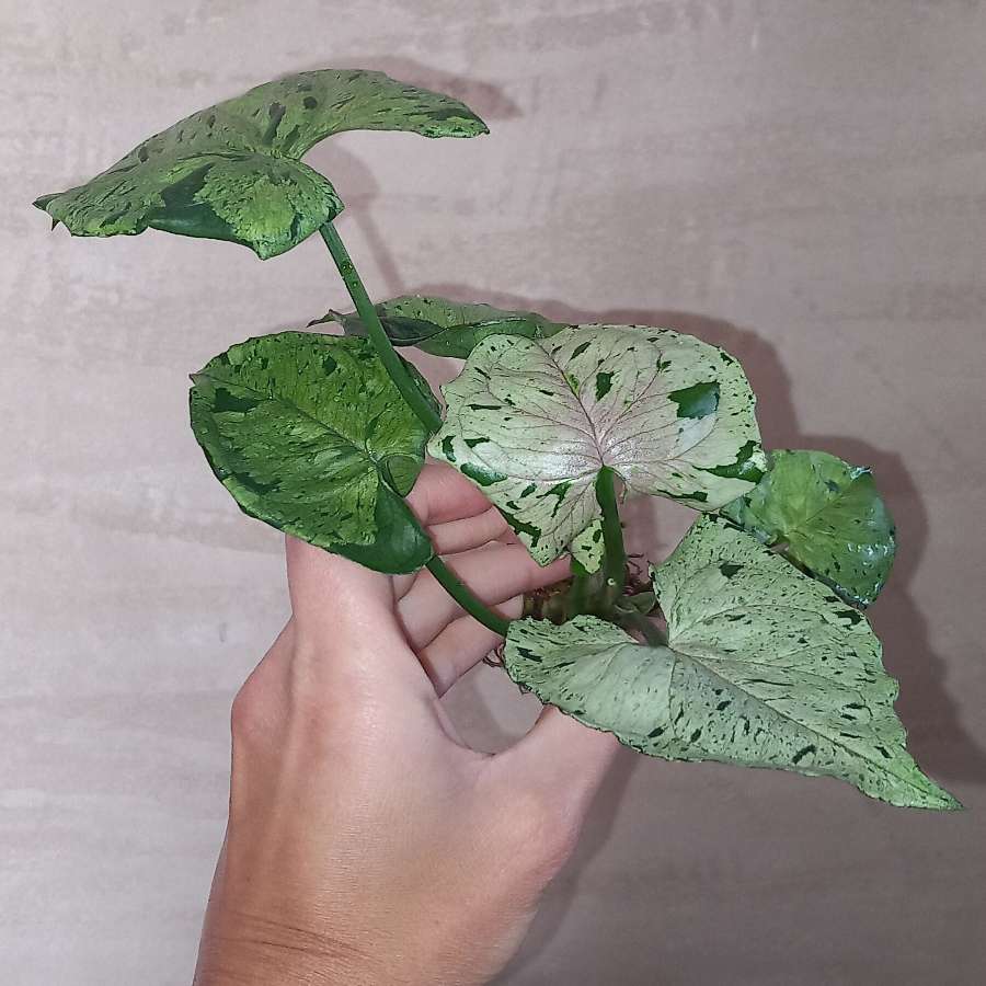 Syngonium Grey ghost