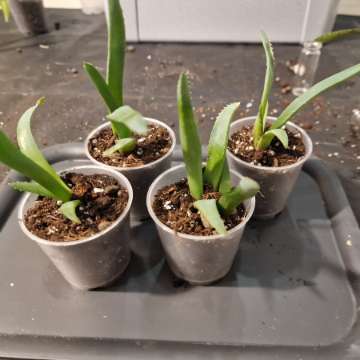 Aloes
