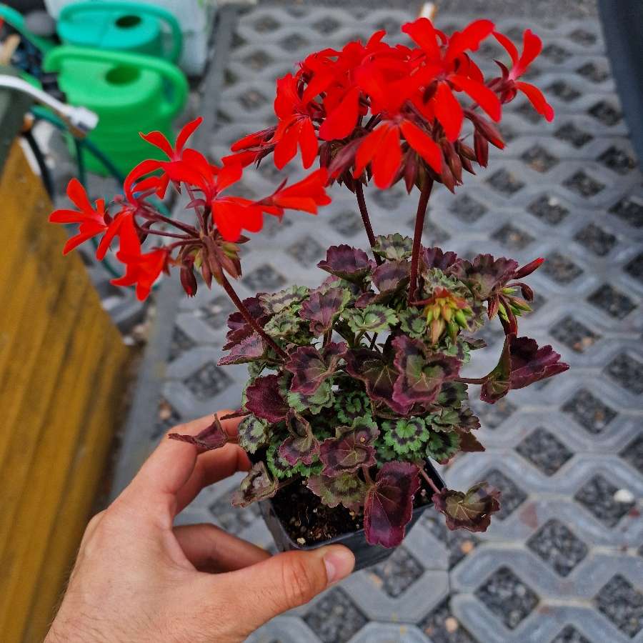 Pelargonia